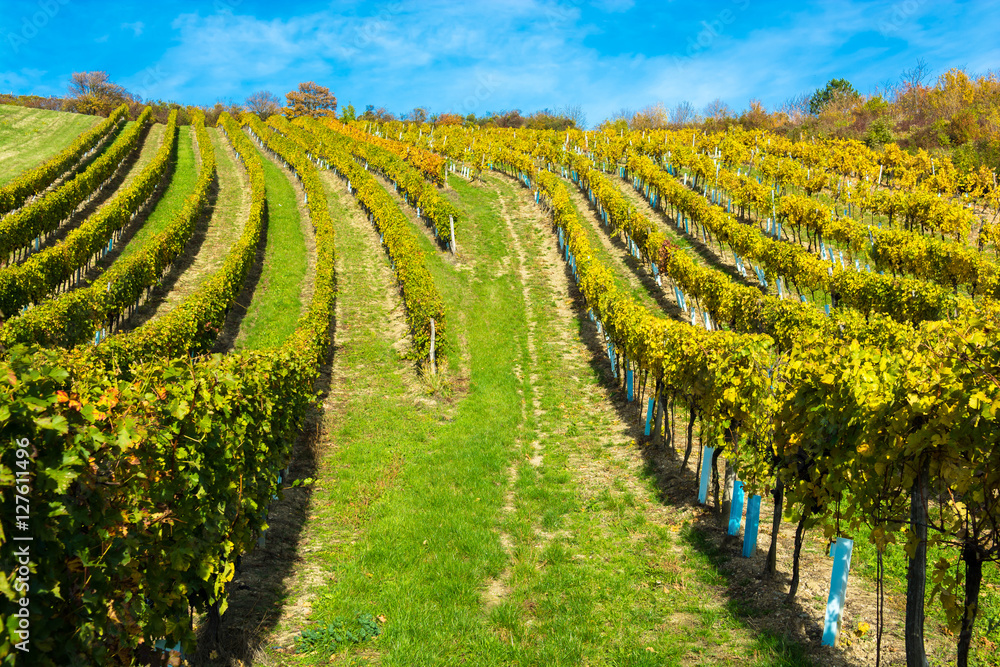 Weinberge im Herbst in Österreich