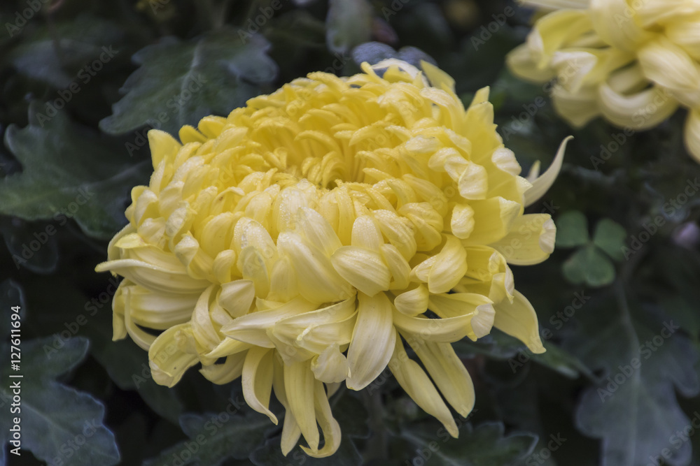 yellow chrysanthemum in bloom yellow chrysanthemum in bloom