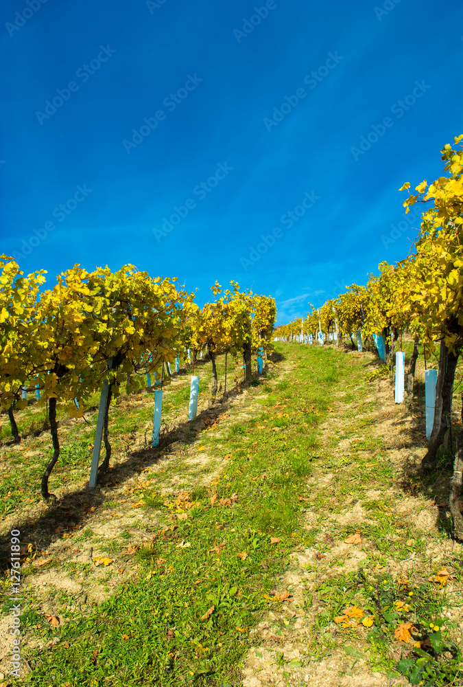 Naklejka premium Weinberge im Herbst in Österreich
