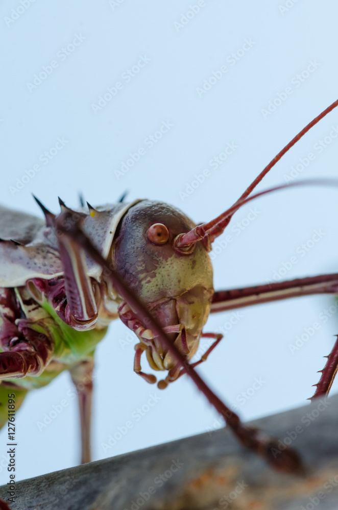Closeup macro of armored cricket insect in Angola Closeup macro of armored cricket insect in Angola