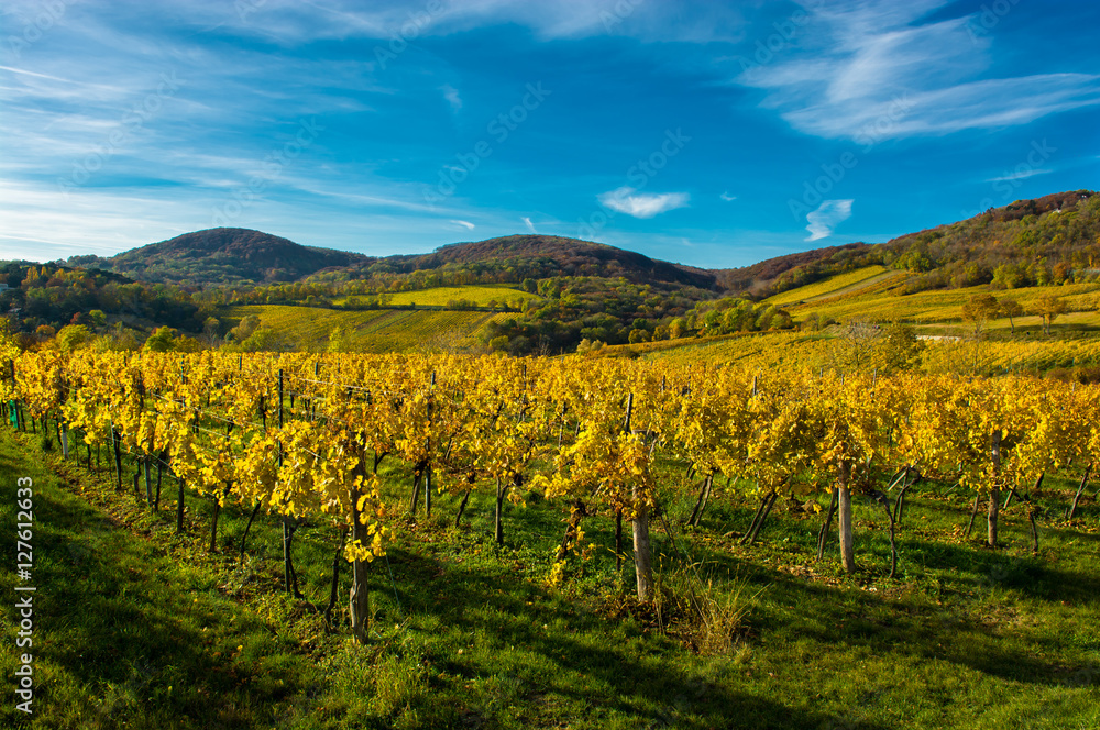 Weinberge im Herbst in Österreich