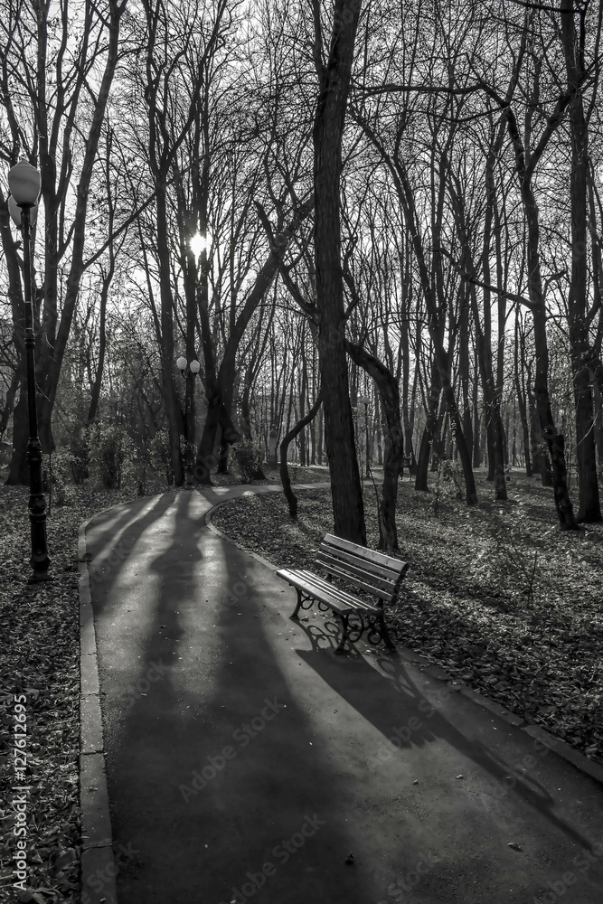 Fototapeta premium park b&w