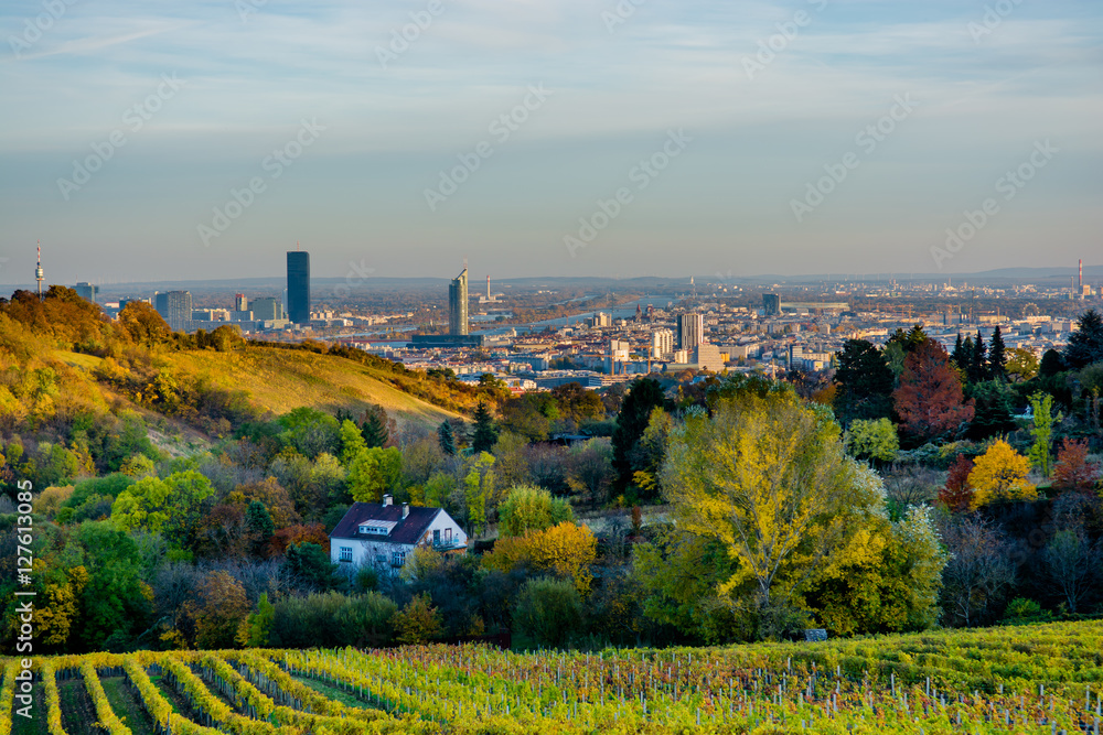Fototapeta premium Weinberg im Herbst vor der Skyline von Wien in Österreich
