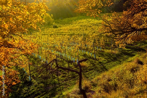 Weinberge im Herbst in   sterreich