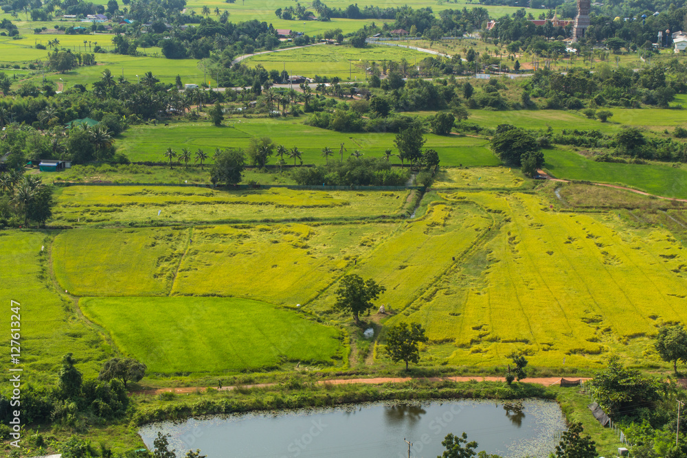 landscape paddy top view_