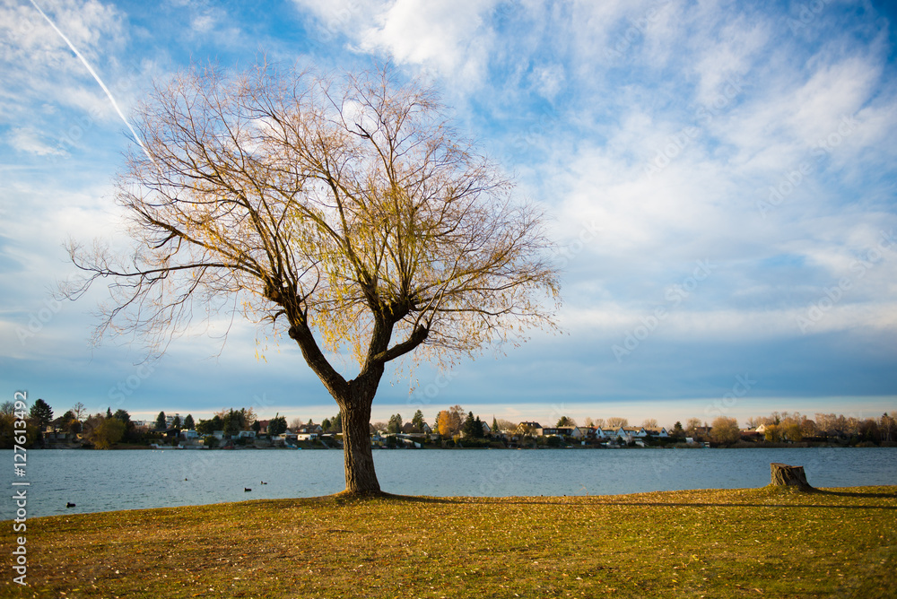 kahler Baum an einem See mit Wiese und blauem Himmel kahler Baum an einem See mit Wiese und blauem Himmel