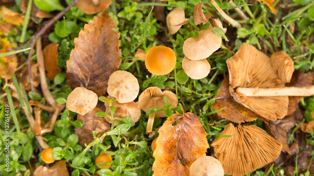 Herbstwiese mit Pilzen Herbstwiese mit Pilzen