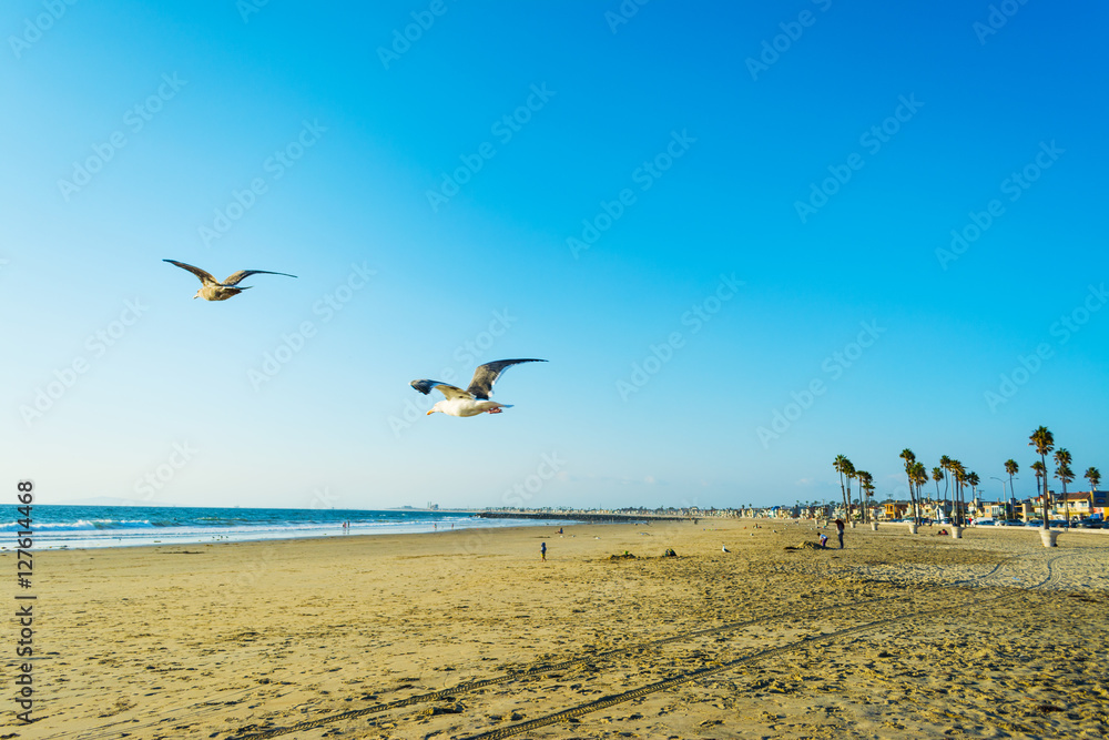 seagull flying in Newport Beach seagull flying in Newport Beach