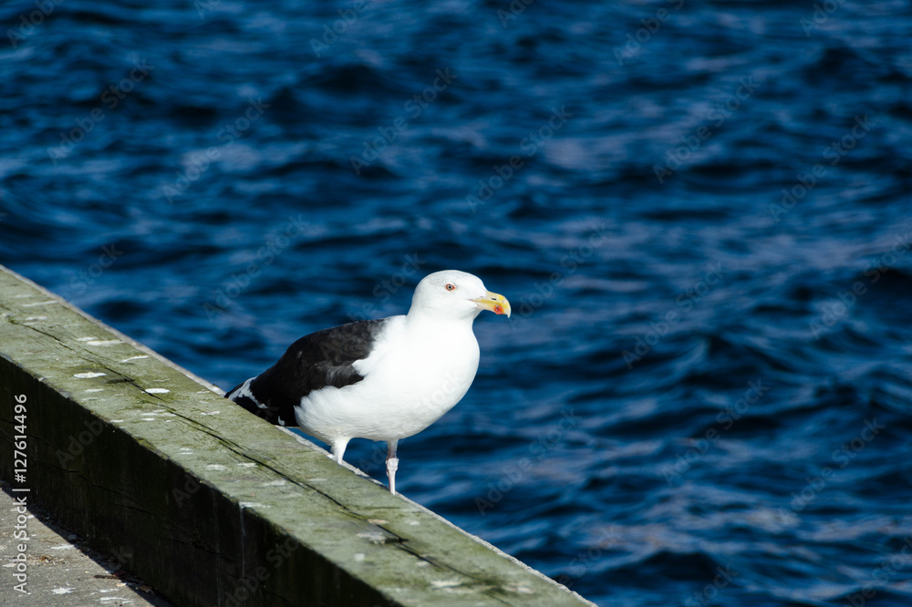 Fototapeta premium one lonely seagull standing at pier