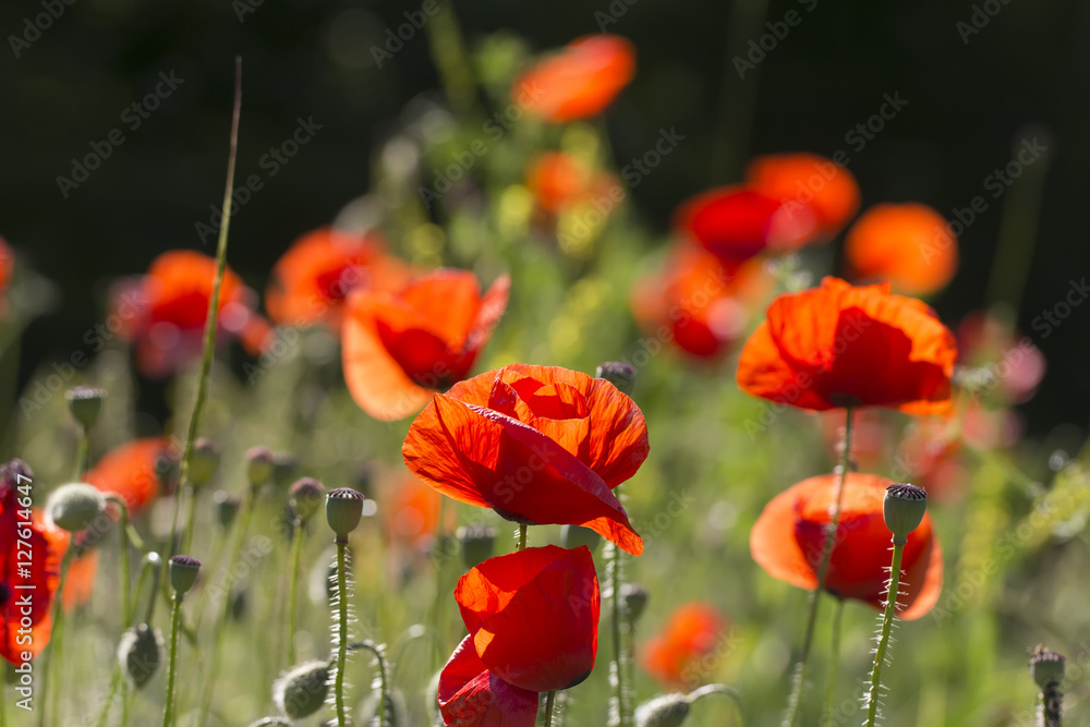 Obraz premium blooming red poppies backlit bright spring background