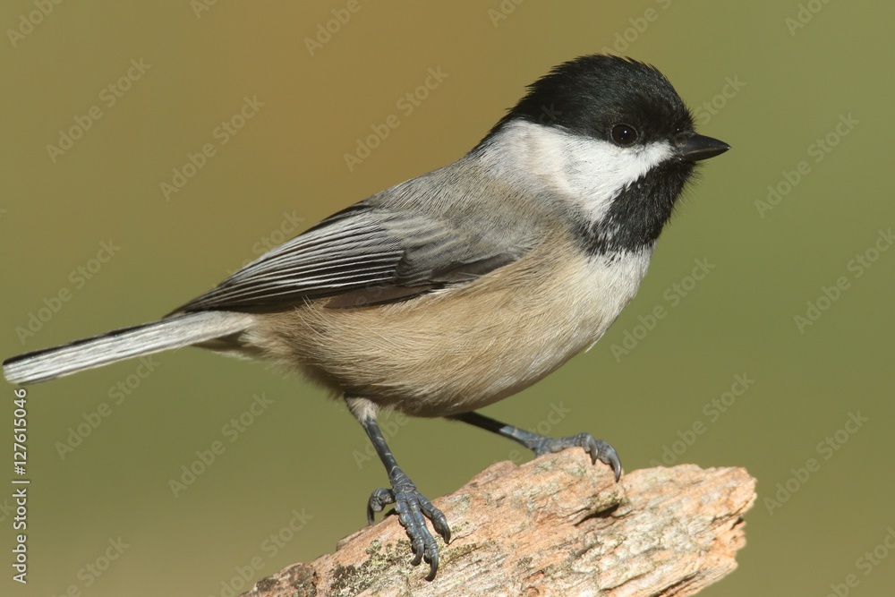 Black-capped Chickadee (poecile atricapilla) Black-capped Chickadee (poecile atricapilla)
