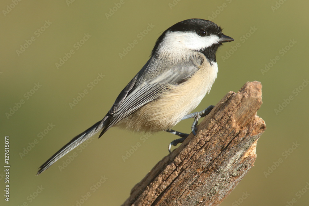 Black-capped Chickadee (poecile atricapilla) Black-capped Chickadee (poecile atricapilla)
