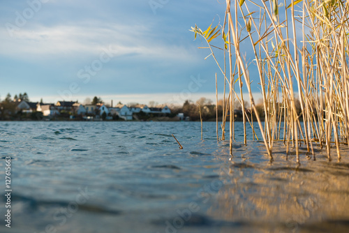 Nahaufnahme von Wasser und Schilf  am See photo