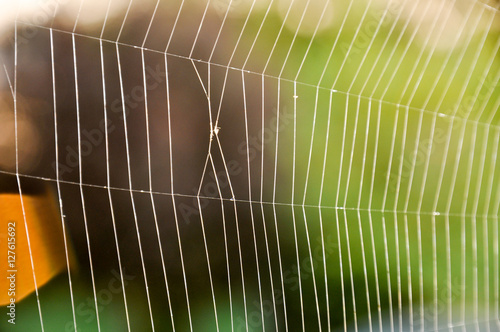 Macro detail of the complexity of a spider web