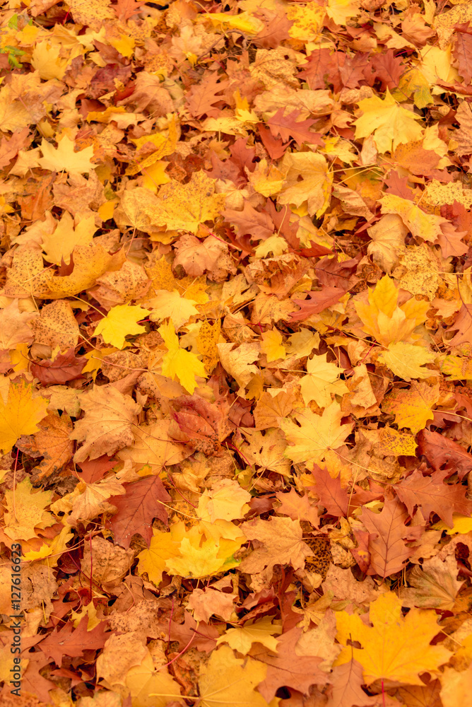 Carpet of colorful yellow maples leaves in fall