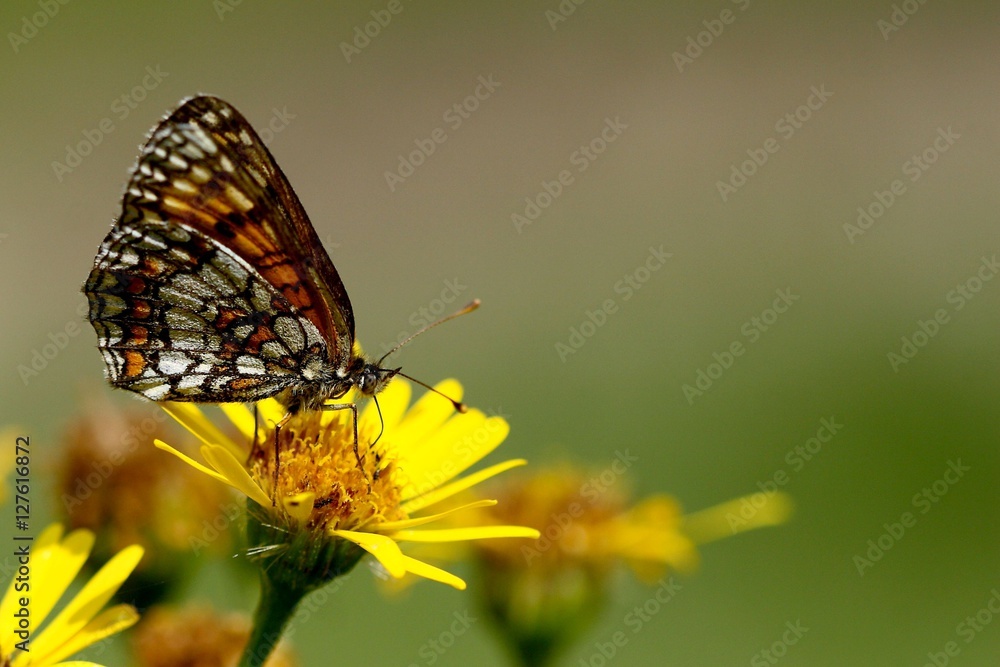 Motyl na kwiatku w czasie obiadku Motyl na kwiatku w czasie obiadku