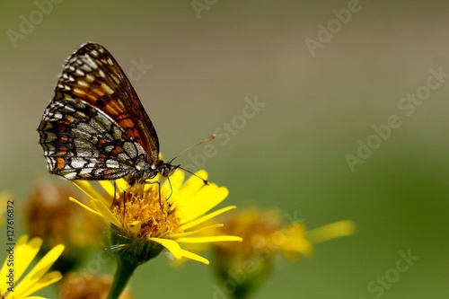 Motyl na kwiatku w czasie obiadku © Sebastian Janas