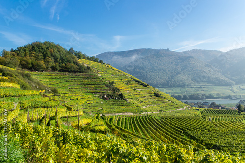 Vászonkép Weinterrassen in Spitz/Wachau