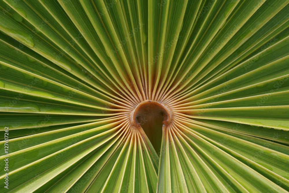 Palm tree Palm tree
