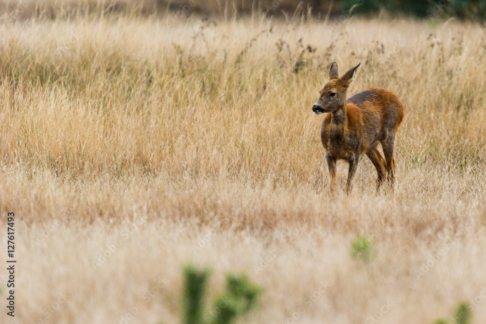 Ricke in der Graslandschaft von De Hoge Veluwe