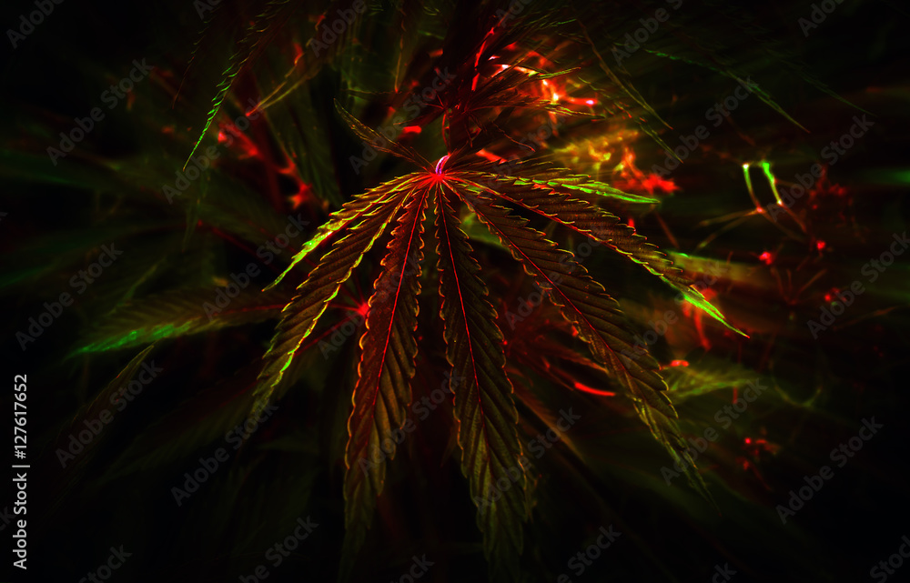 cannabis background. marijuana club. cannabis background. marijuana club.