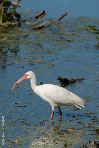 White Ibis at Brazos Bend State Park  Texas