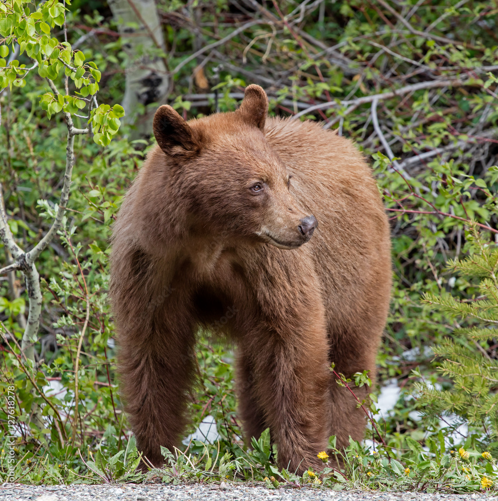 Cinnamon American Black Bear - female Cinnamon American Black Bear - female