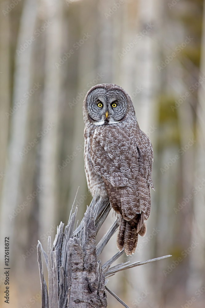 Naklejka premium Great Gray Owl