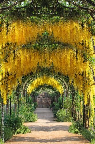 Photos Arch of Hanging Laburnum