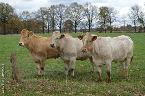 drie lichtbruine koeien in een wei bij de afrastering photo