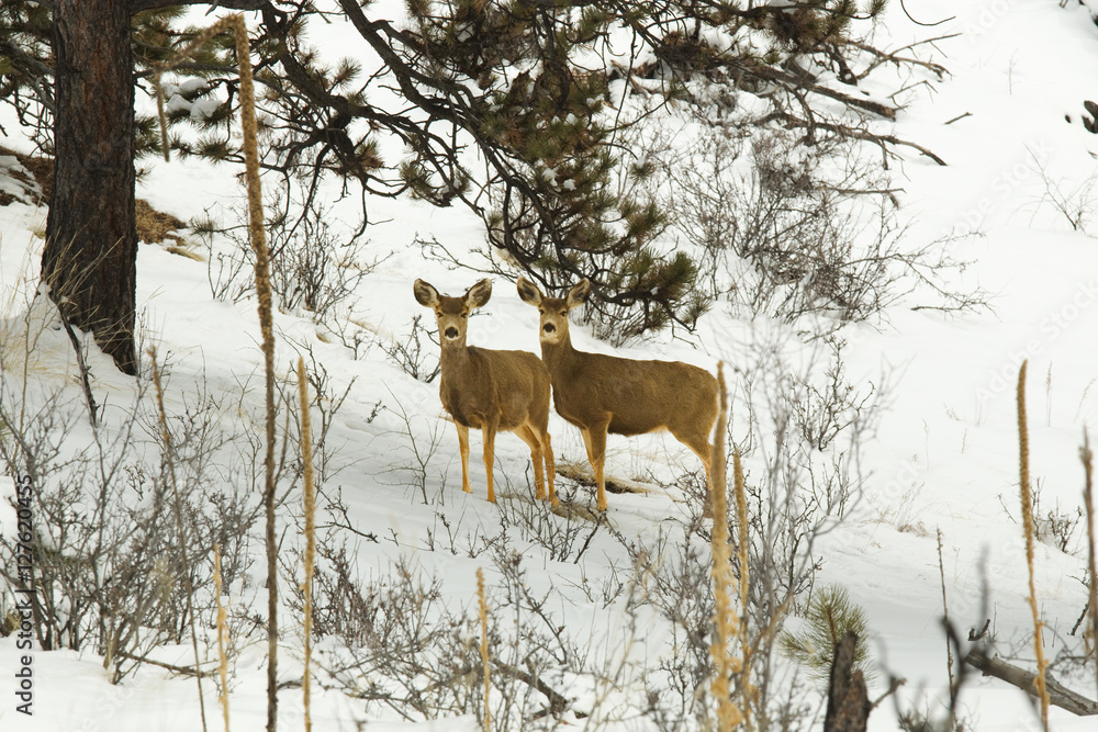 Mule Deer in Deep Snow Mule Deer in Deep Snow