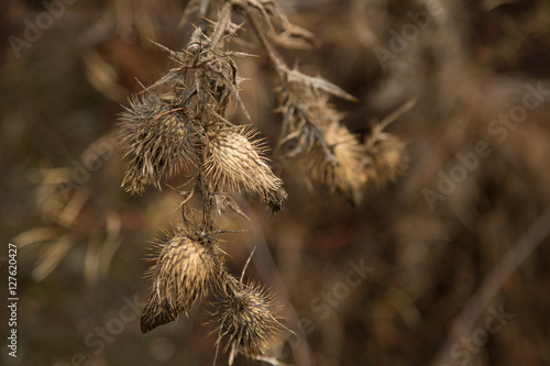 Photography Dead colorless thistles in clearcut forest.