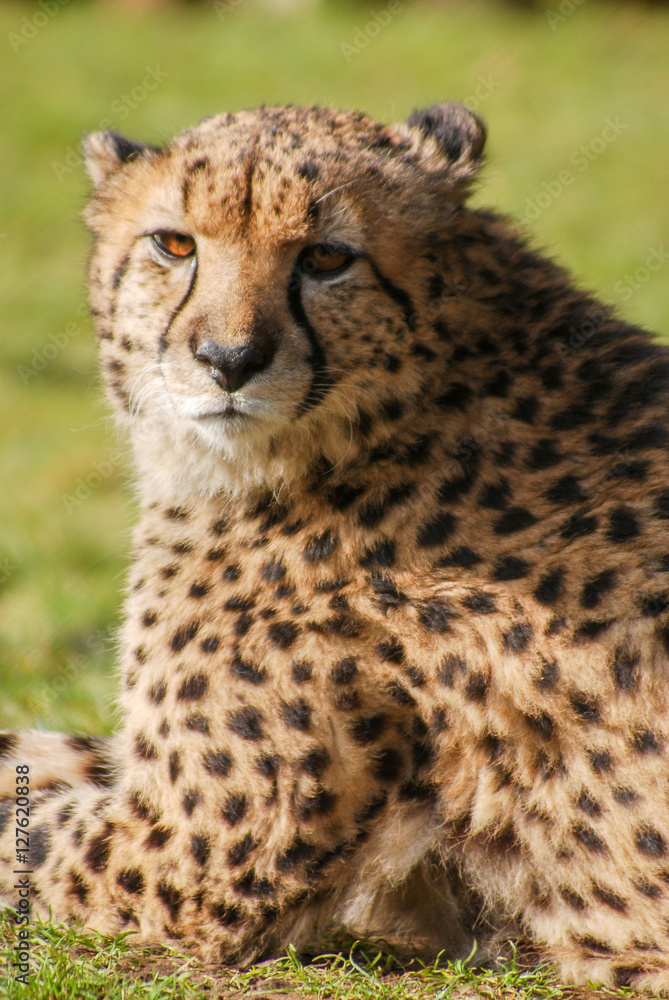 Cheetah Cheetah