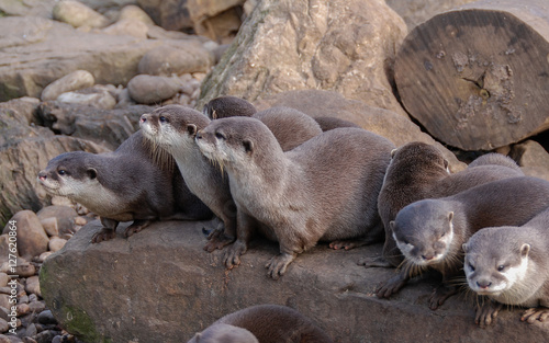 Group of Otters