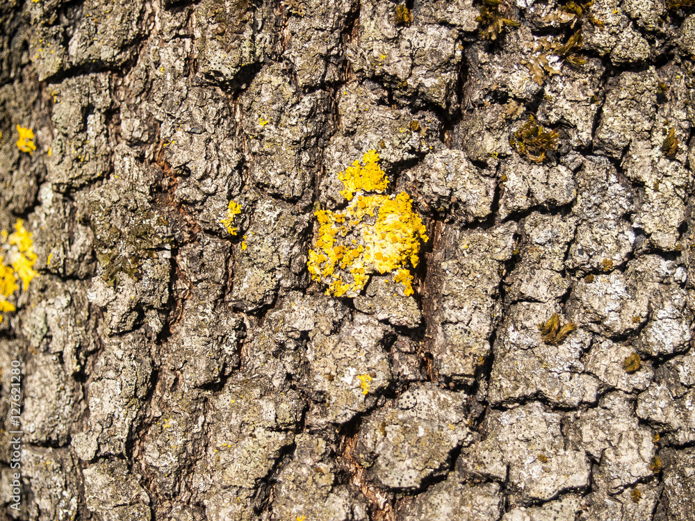 Natural texture of a tree bark
