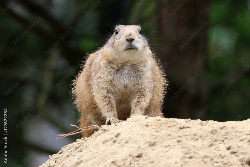 Fototapeta premium Alert North American Black tailed prairie dog (Cynomys ludovicianus) standing guard.