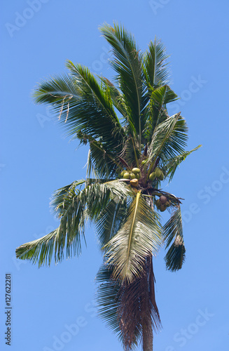 Coconut tree