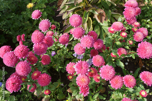 Fototapeta Naklejka Na Ścianę i Meble -  Callistephus chinensis pink flowers