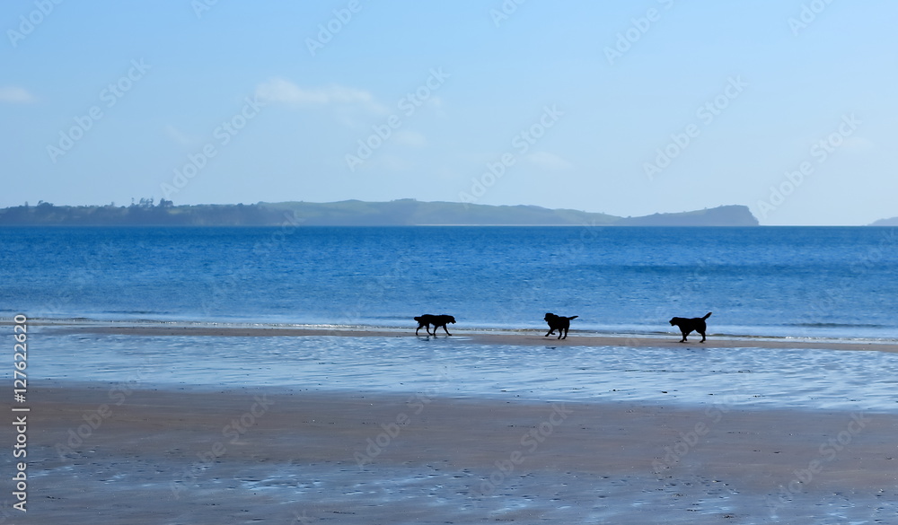 dog silhouettes at the beach