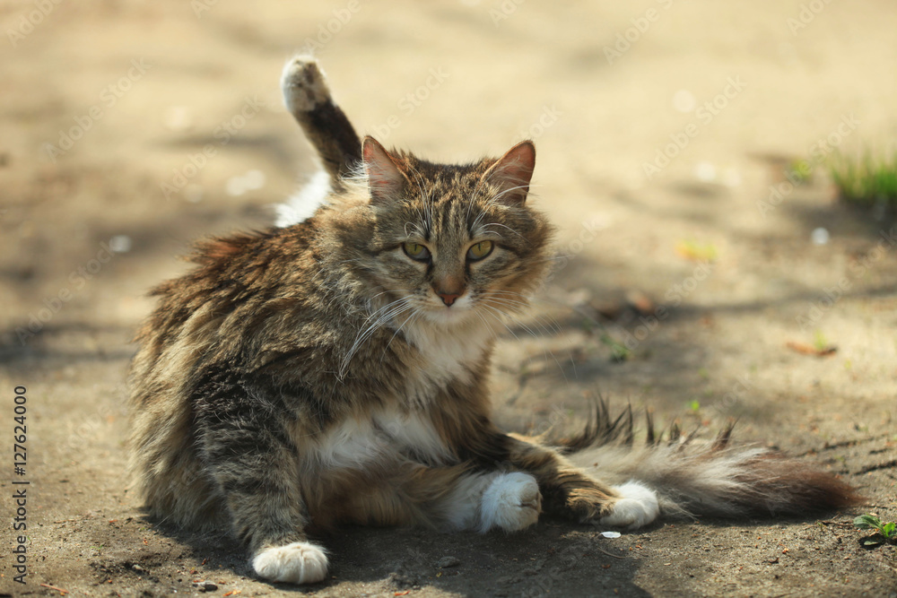 cute grey cat sitting on ground