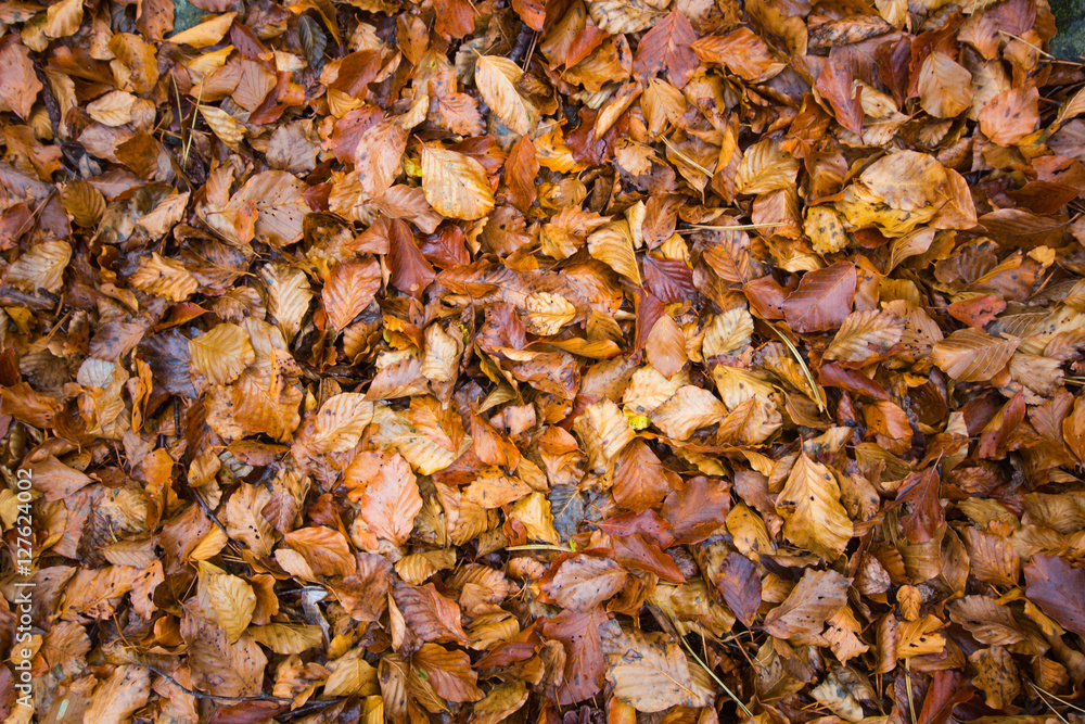 dry leaves in autumn / Autumn leaves background / dry leaves fall on the floor. dry leaves in autumn / Autumn leaves background / dry leaves fall on the floor.
