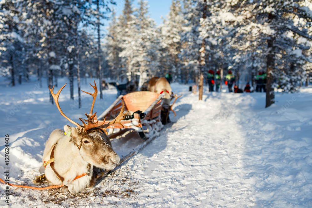 Fototapeta premium Reindeer safari