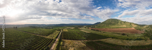 Panorama with wineyard