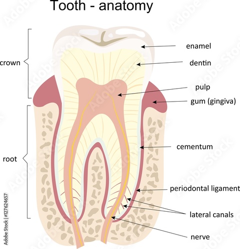 Tooth medical anatomy