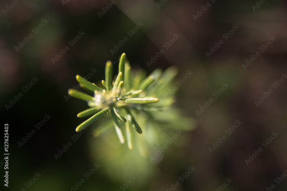 Rosemary (Rosmarinus officinalis) Rosemary (Rosmarinus officinalis)