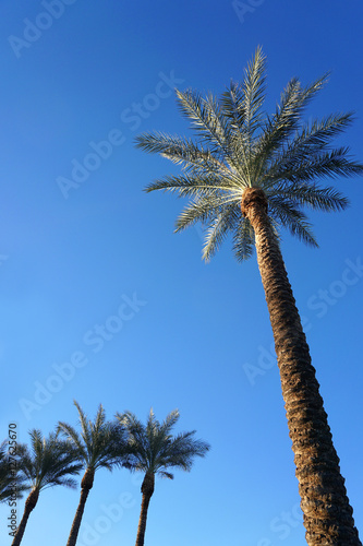 low angle view of palm tree in the morning sunlight