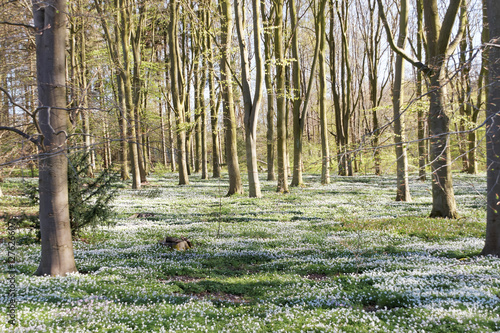 Thousands of wood anemone in the beech forest