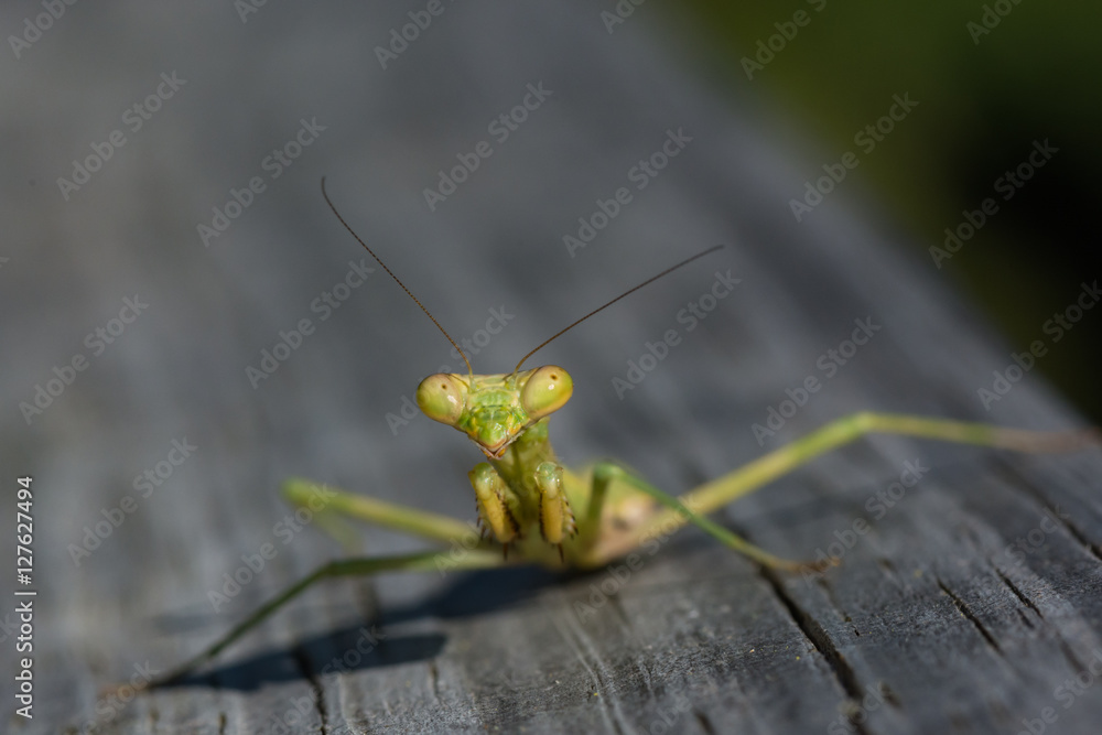 Praying Mantis macro. Close up insect. Strange.