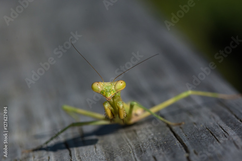 Obraz na płótnie Praying Mantis macro. Close up insect. Strange. w salonie