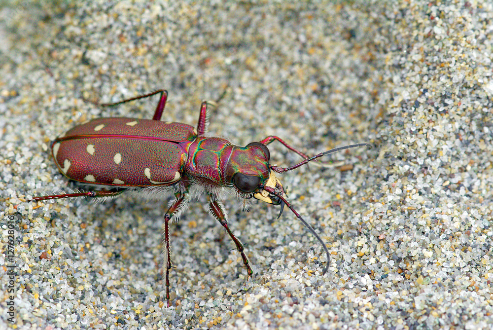 Calomera littoralis tiger beetle from Europe Calomera littoralis tiger beetle from Europe